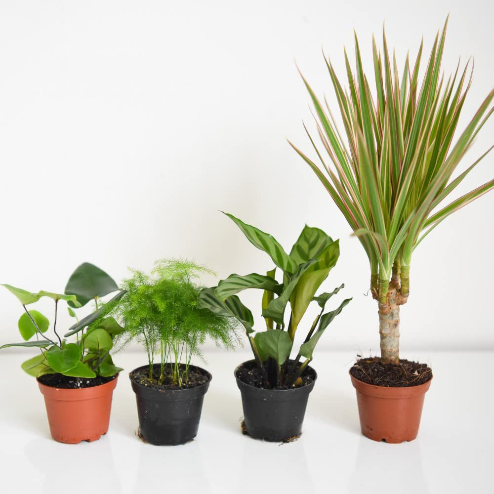 Thompson and Morgan Mini Jungle Mixed Ceramic Plant Pot 7cm 5 Pack Image 4