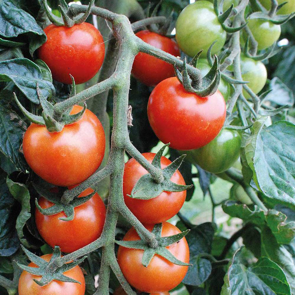 Thompson & Morgan Tomato Primabella Seed Packet Image 2