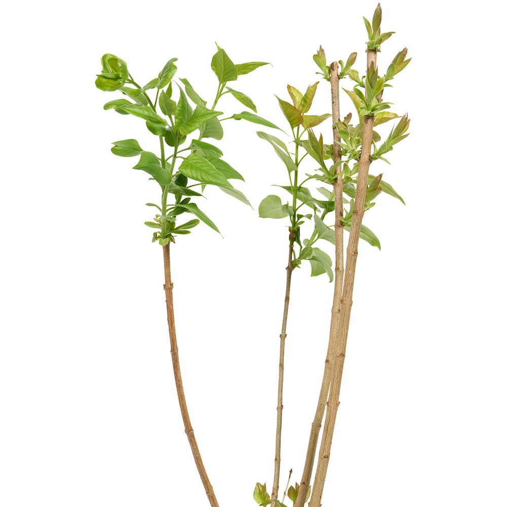 Syringa Vulgaris Plant Image 3
