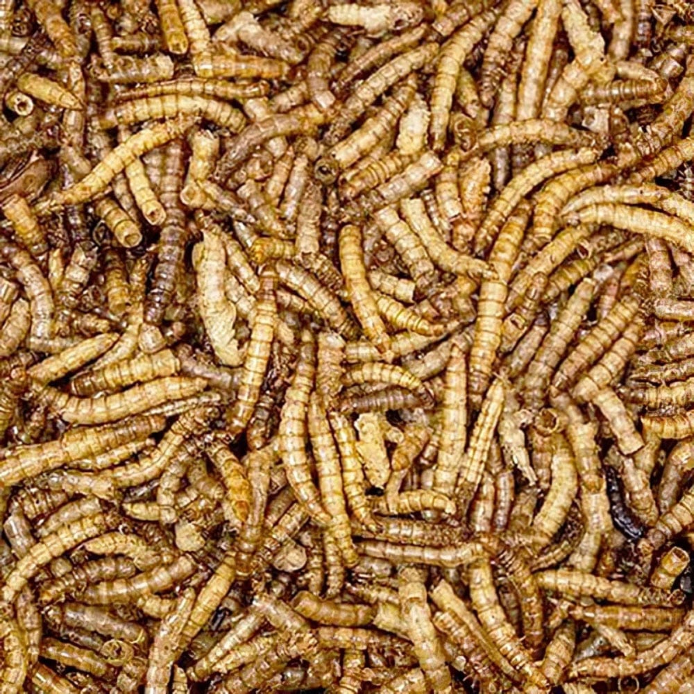 Marco Paul Dried Mealworms Wild Bird Feed Tub 100g Image 4