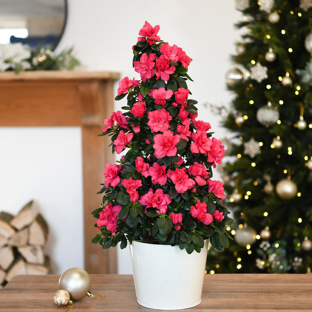 Thompson and Morgan Christmas Gift Azalea Piramide Tree Plant Pot 17cm 2 Pack Image 6