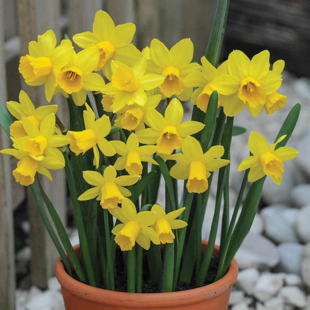 Thompson and Morgan Flowering Bonanza Collection Spring Planting Bulb 100 Pack Image 5