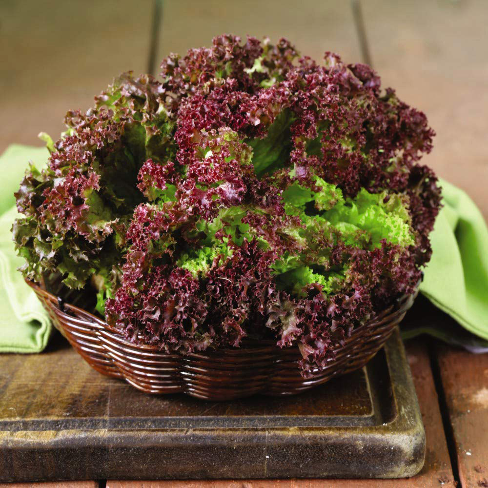 Thompson & Morgan Lettuce Lollo Rossa Seeds Image 2