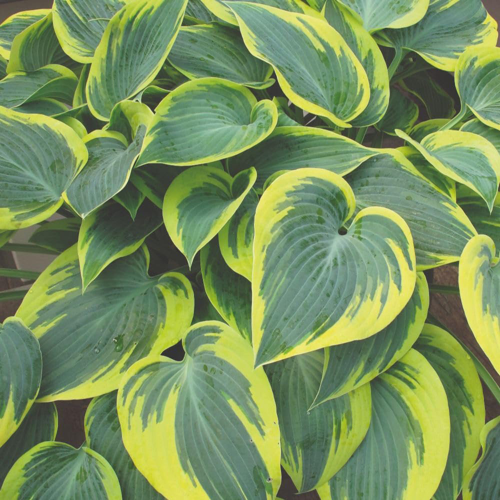 Thompson and Morgan Hosta First Frost Plant Pot 9cm 3 Pack Image 2