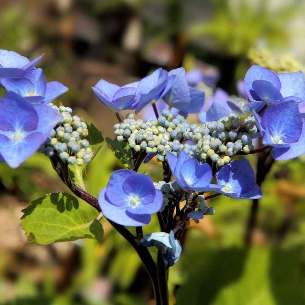 Thompson and Morgan Hydrangea Macrophylla Zorro Plant Pot 9cm Image 2