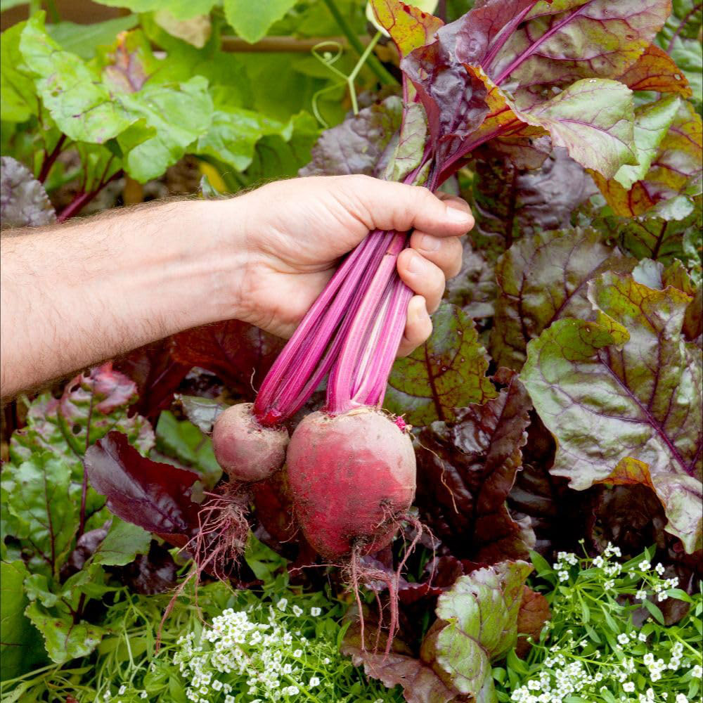 Thompson and Morgan Beetroot Bulls Blood Seed Packet Image 2