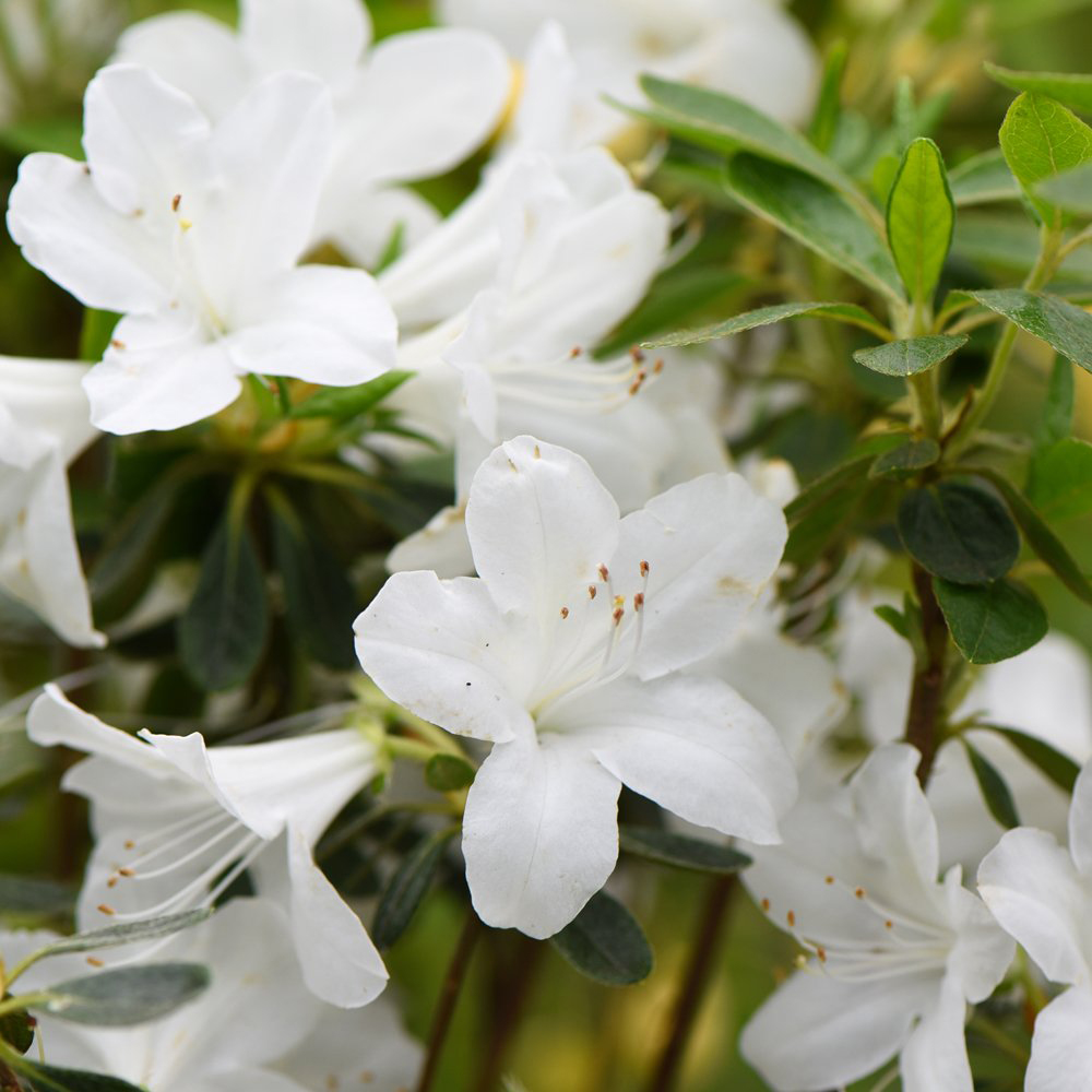 Thompson & Morgan White Azalea Dwarf Plant Pot 9cm Image 1