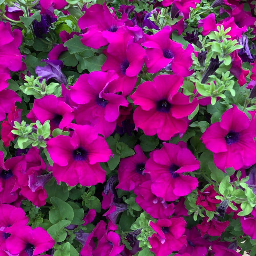 Thompson and Morgan Petunia Purple Trailing Surfinia Postiplug Plant 10 Pack Image 2