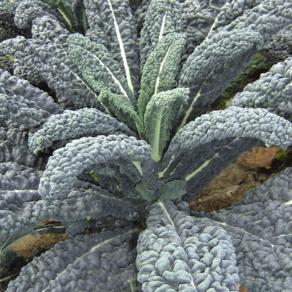 Thompson and Morgan Kale Yurok F1 Hybrid Seeds Image