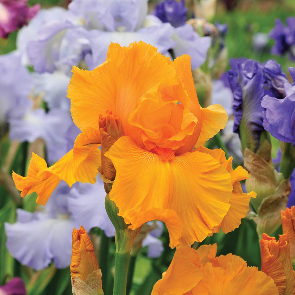 Thompson and Morgan Iris Re-Blooming Collection Rhizome 5 Pack Image 4
