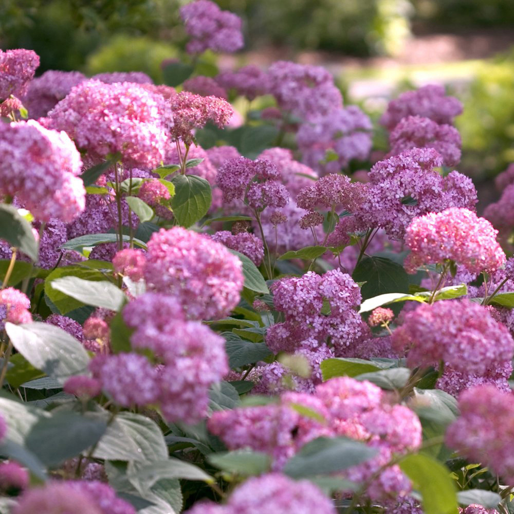 Thompson and Morgan Hydrangea Pink Annabelle Plant Pot 3L Image 5