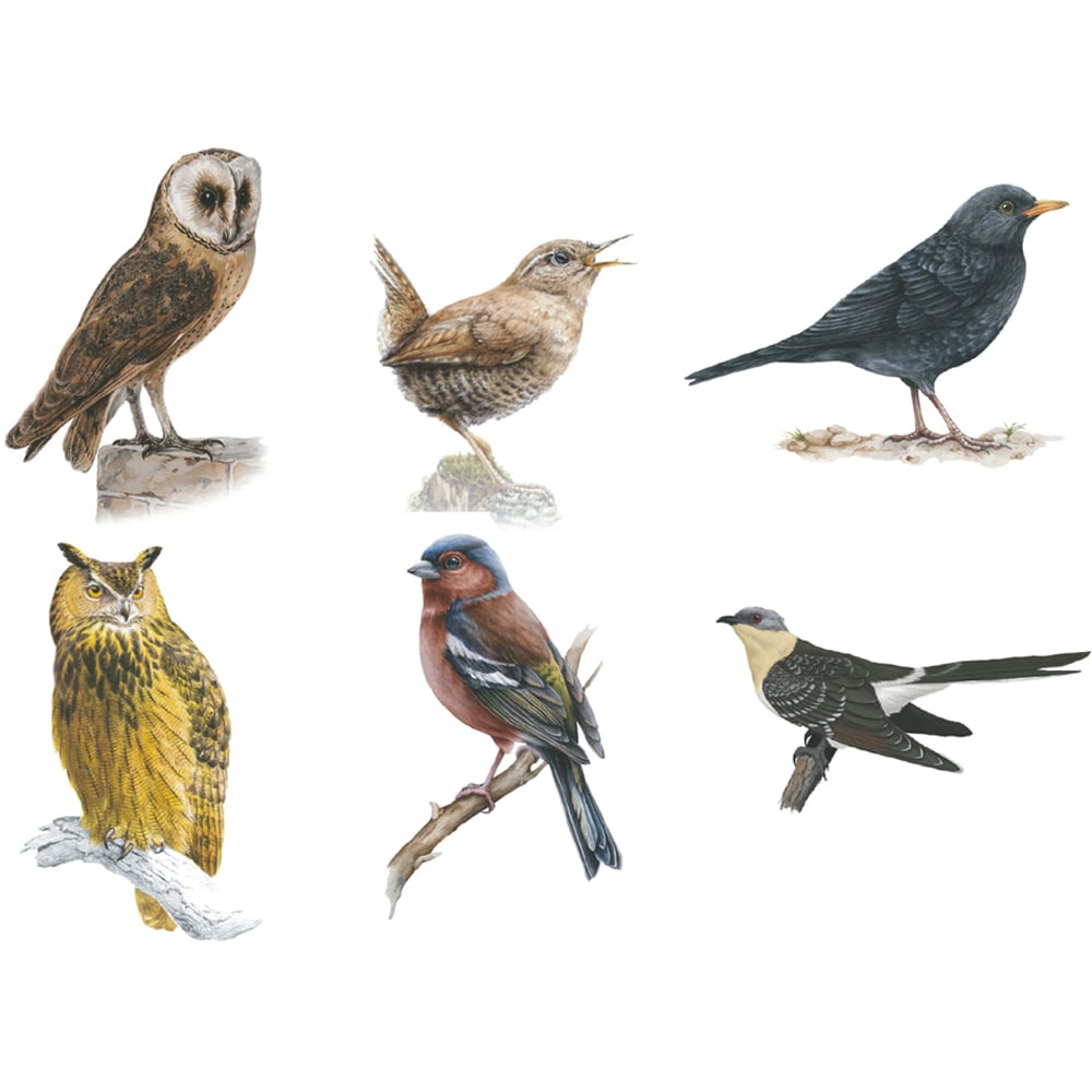 JML Bird Song Round Wall Clock 25cm Image 4