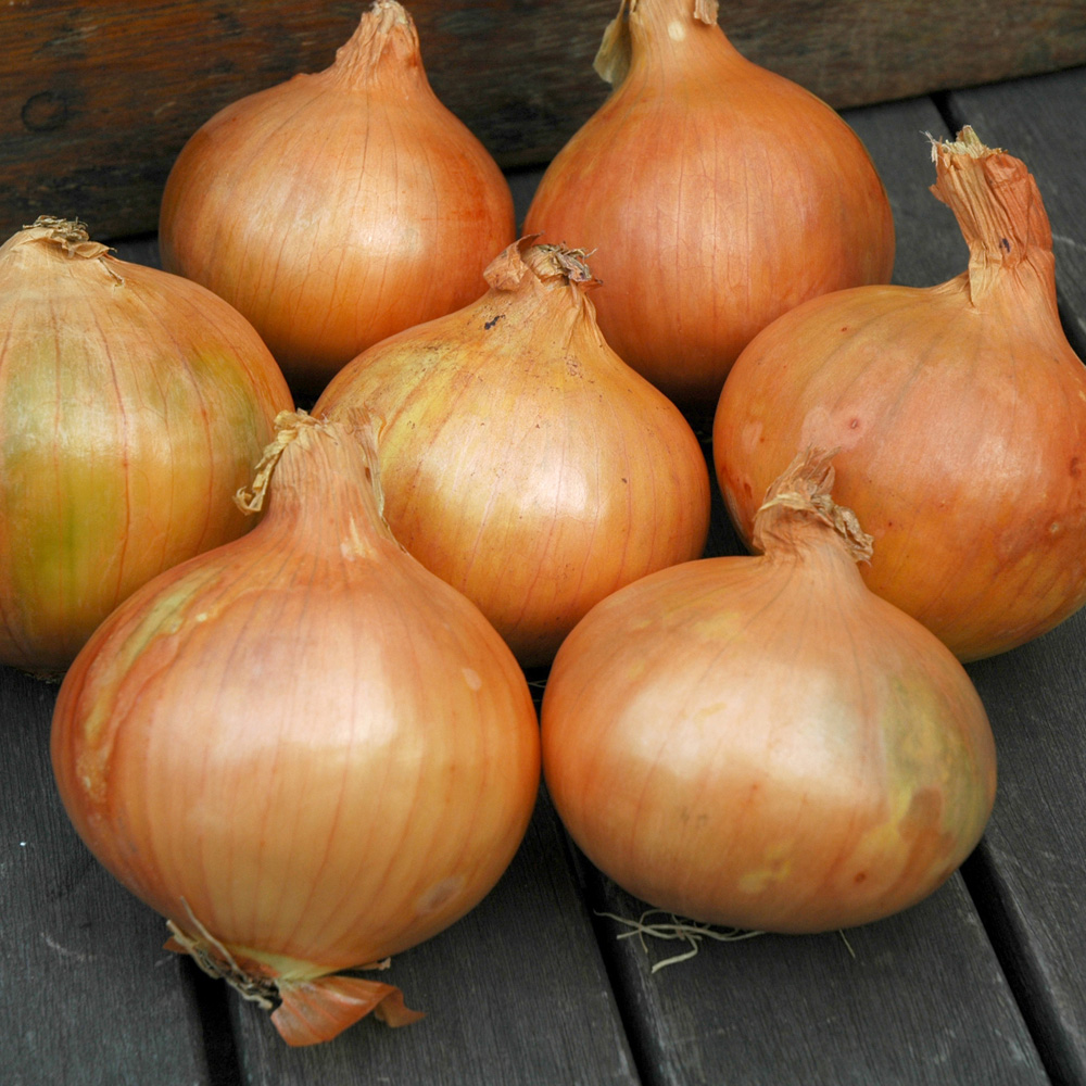 wilko Stuttgart Giant Onion Sets 250gm Image 1