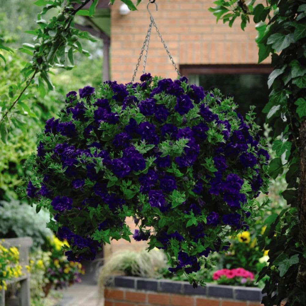 Thompson and Morgan Petunia Tumbelina Frills and Spills Belinda Postiplugs 5 Pack Image 3