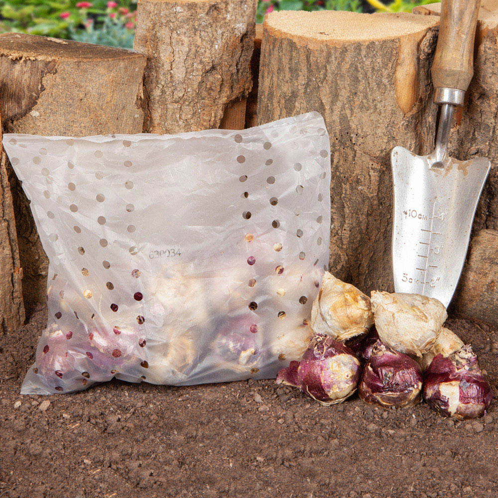 wilko Mixed Garden Hyacinths Planting Bulb 12 Pack Image 3