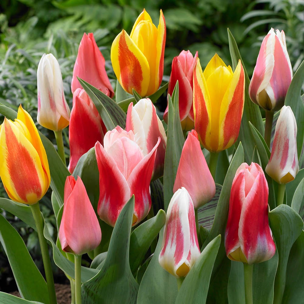 YouGarden Miniature Tulip Planting Bulb 60 Pack Image 1