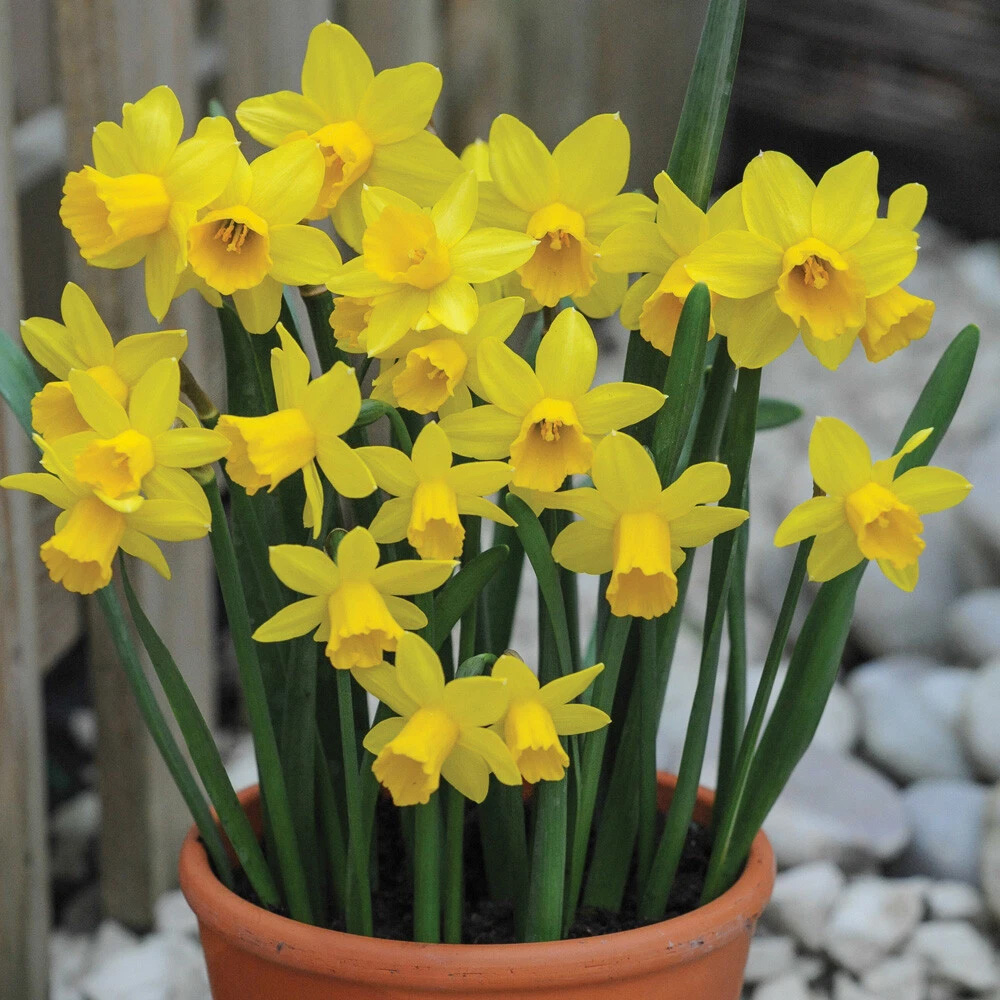Thompson and Morgan Daffodil Tete-a-Tete Autumn Planting Bulb 40 Pack Image 2