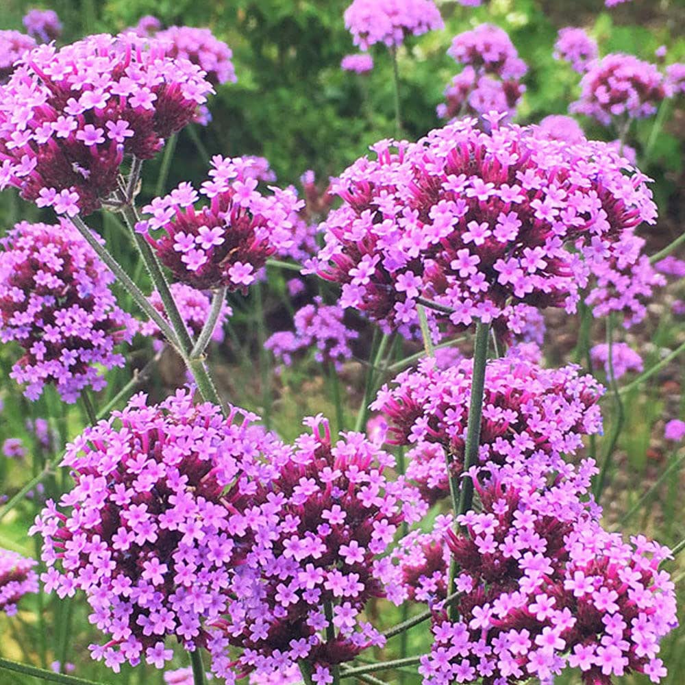 Thompson and Morgan Verbena Bonariensis Garden Ready Plant 30 Pack Image 4