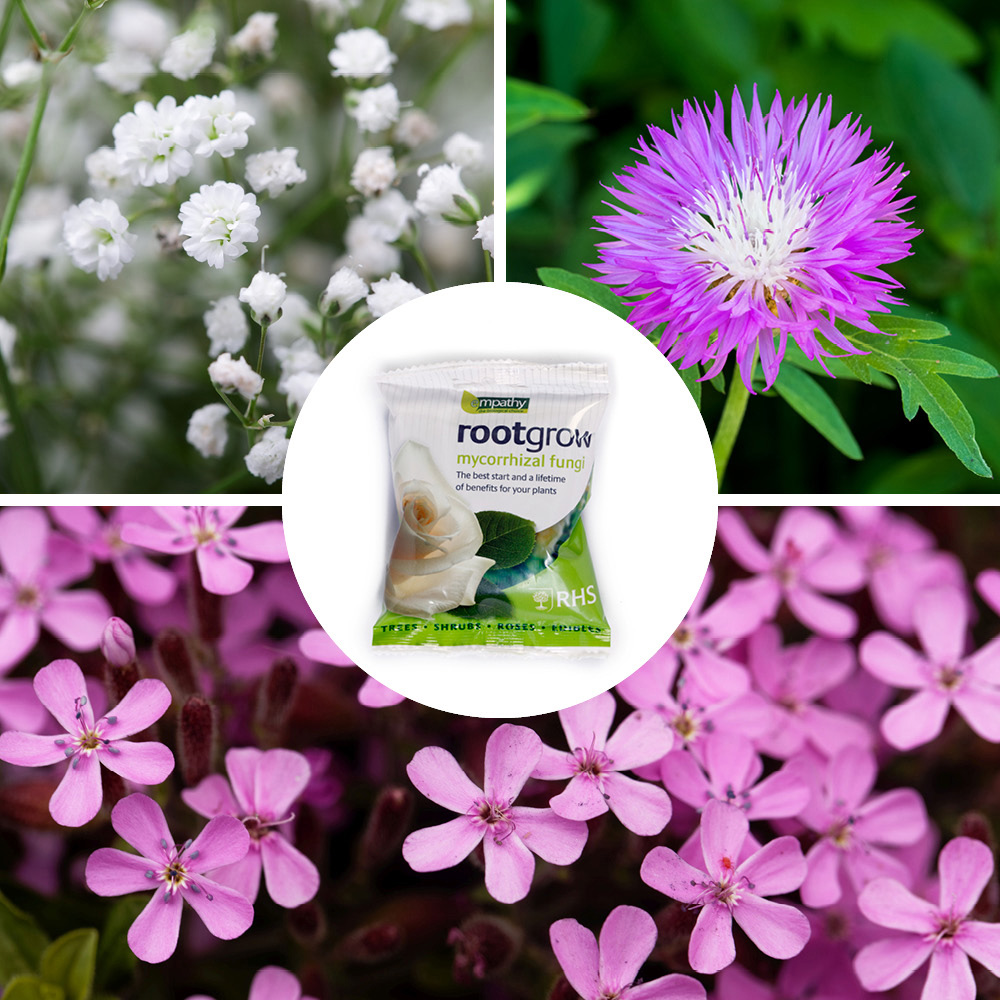 YouGarden Border Filler Bare Root Collection 30 Pack Image 5