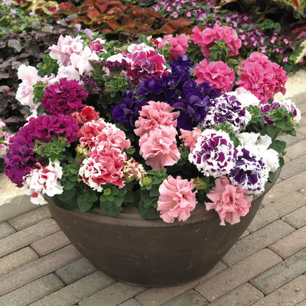 Thompson and Morgan Petunia Double Orchid Flowered Garden Ready Plant 30 Pack Image 4