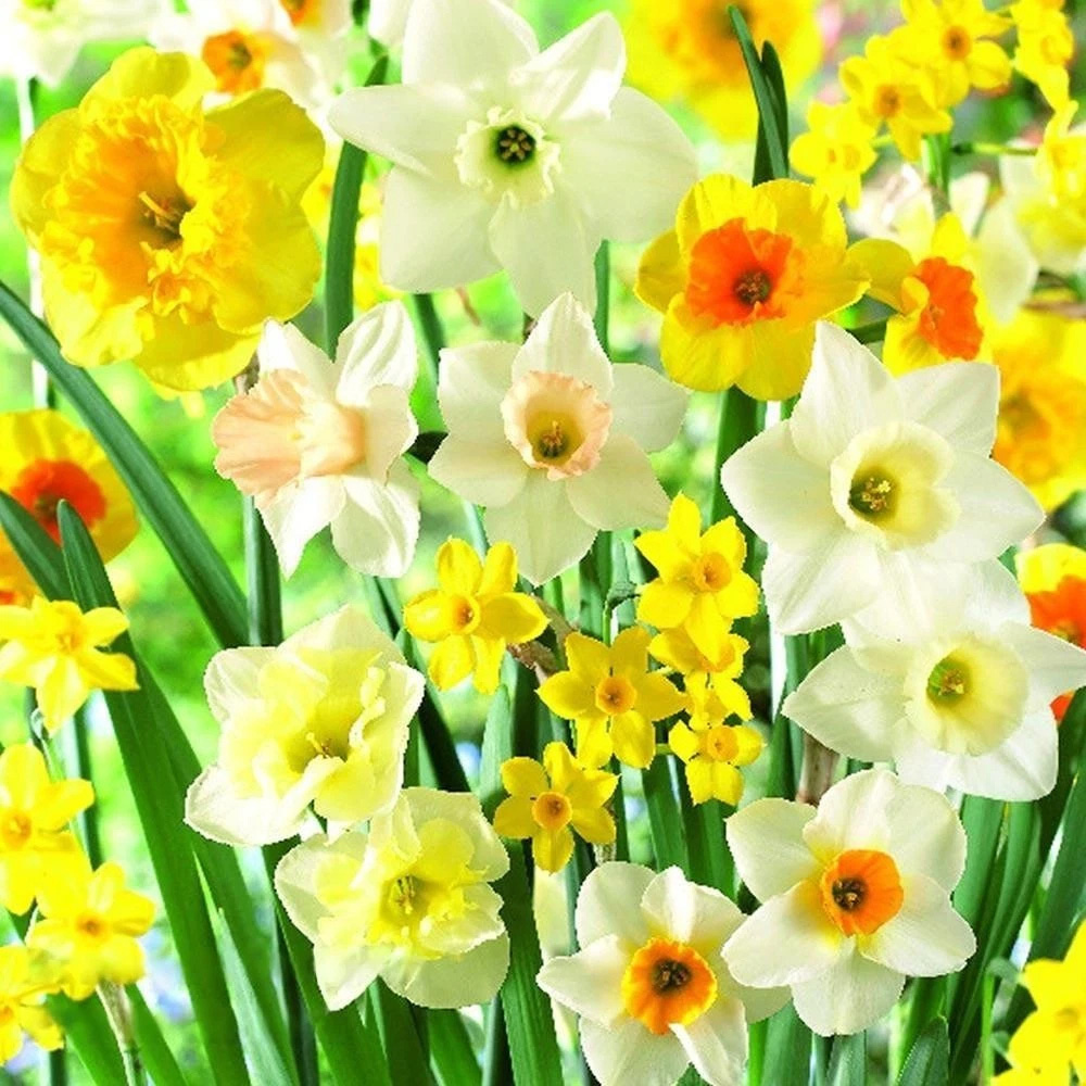 Thompson and Morgan Nurserymans Choice Mixed Planting Bulb 32 Pack Image 2