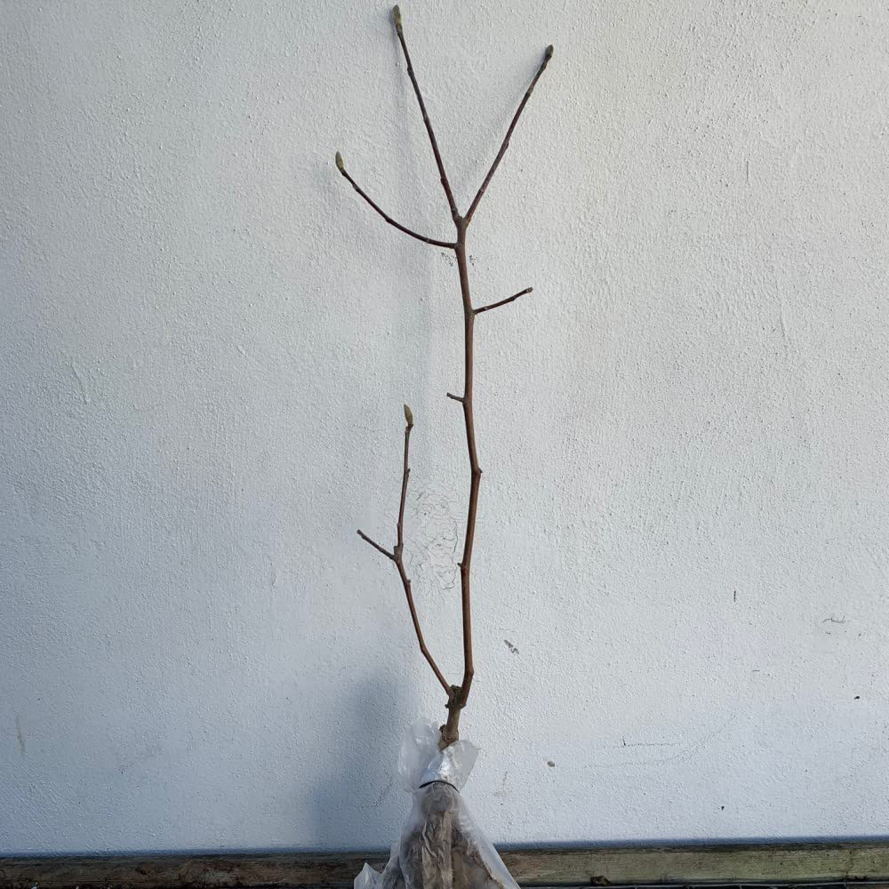 Thompson and Morgan Standard Magnolia Sunspire Grafted Bare Root Image 2