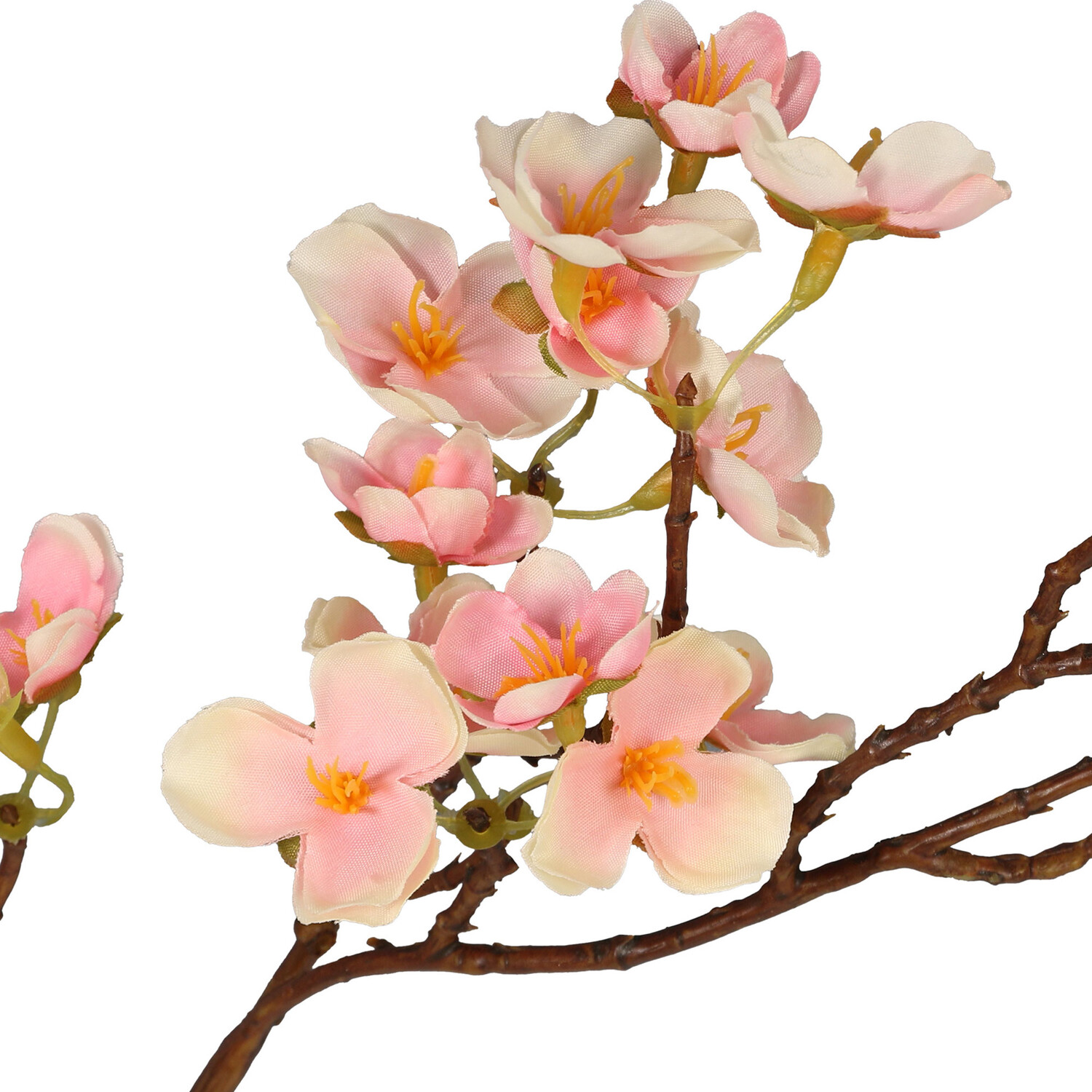 Cherry Blossom Image 3