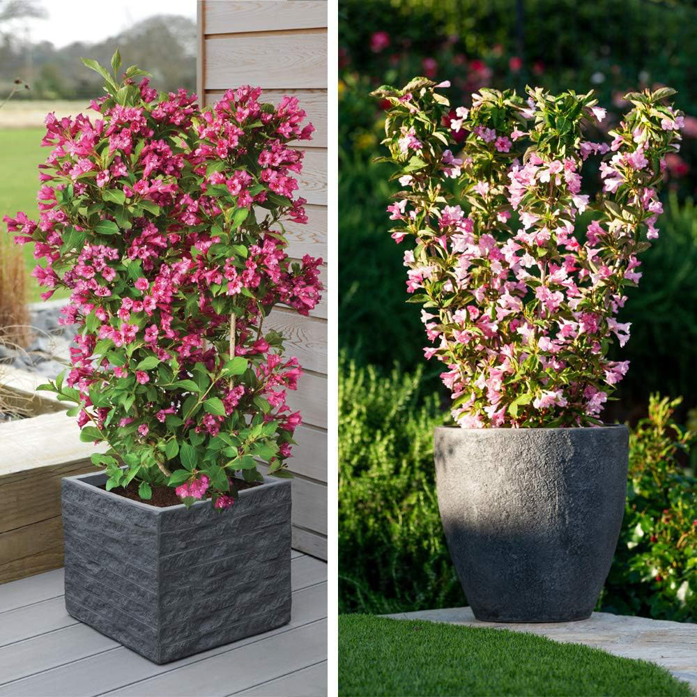 Thompson and Morgan Weigela Towers of Flowers Duo Plant Pot 9cm 2 Pack Image 1