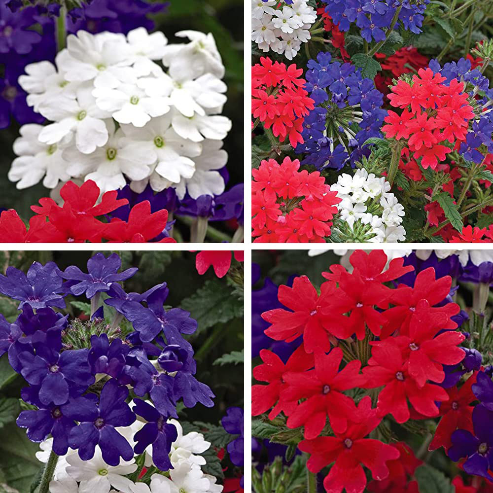 Thompson and Morgan Verbena Union Jack Garden Ready Plant 15 Pack Image 1