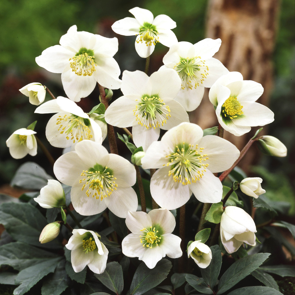 wilko Christmas Roses Helleborus Niger with Plant Pot 12cm 3 Pack Image 1