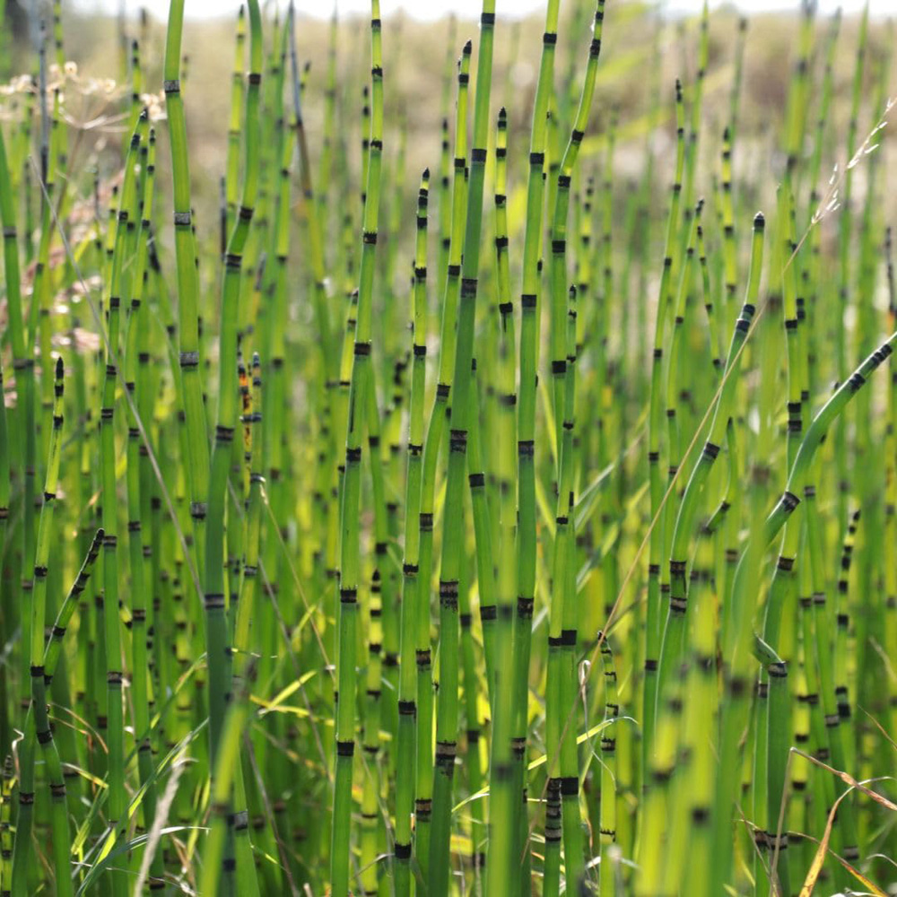 Thompson and Morgan Equisetum Japonicum Plant Pot 9cm Image 3