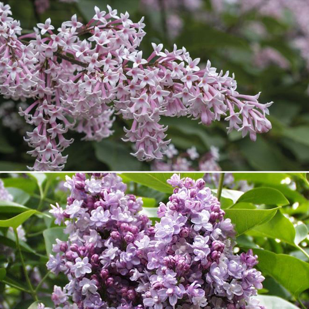 Thompson and Morgan Syringa Duo Collection Plant Pot 9cm 2 Pack Image 1