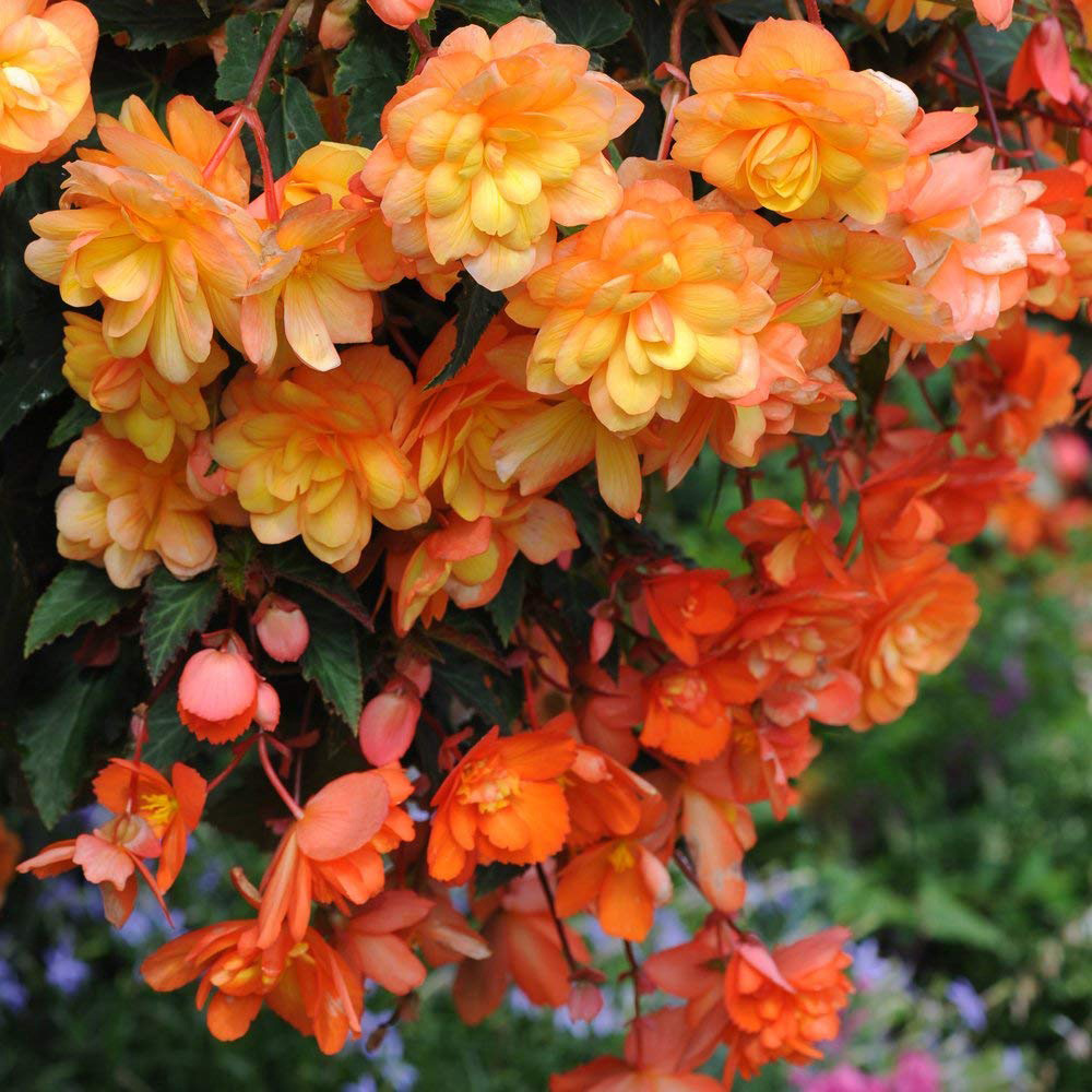 Thompson and Morgan Begonia Apricot Shades Tuber 10 Pack Image 3