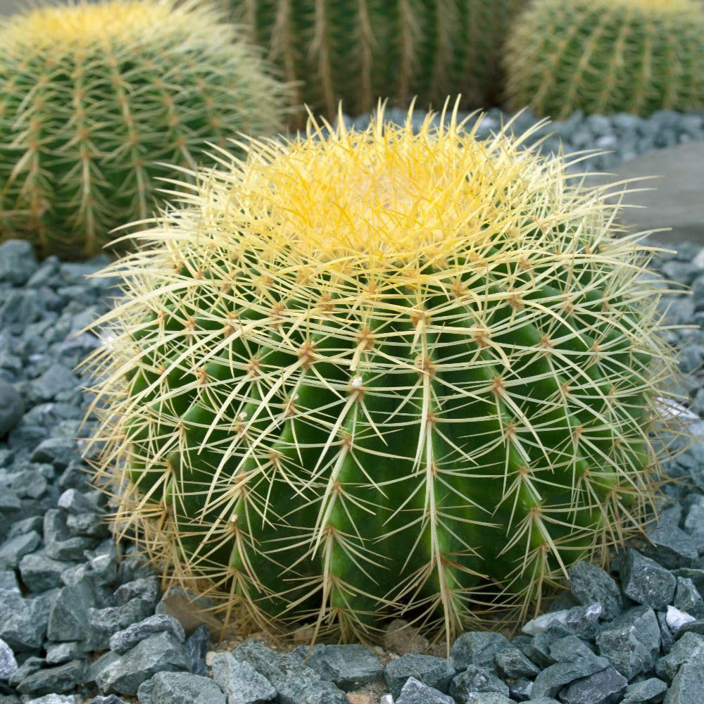 Thompson and Morgan Echinocactus Grusonii Plant Pot 10.5cm 2 Pack Image 4