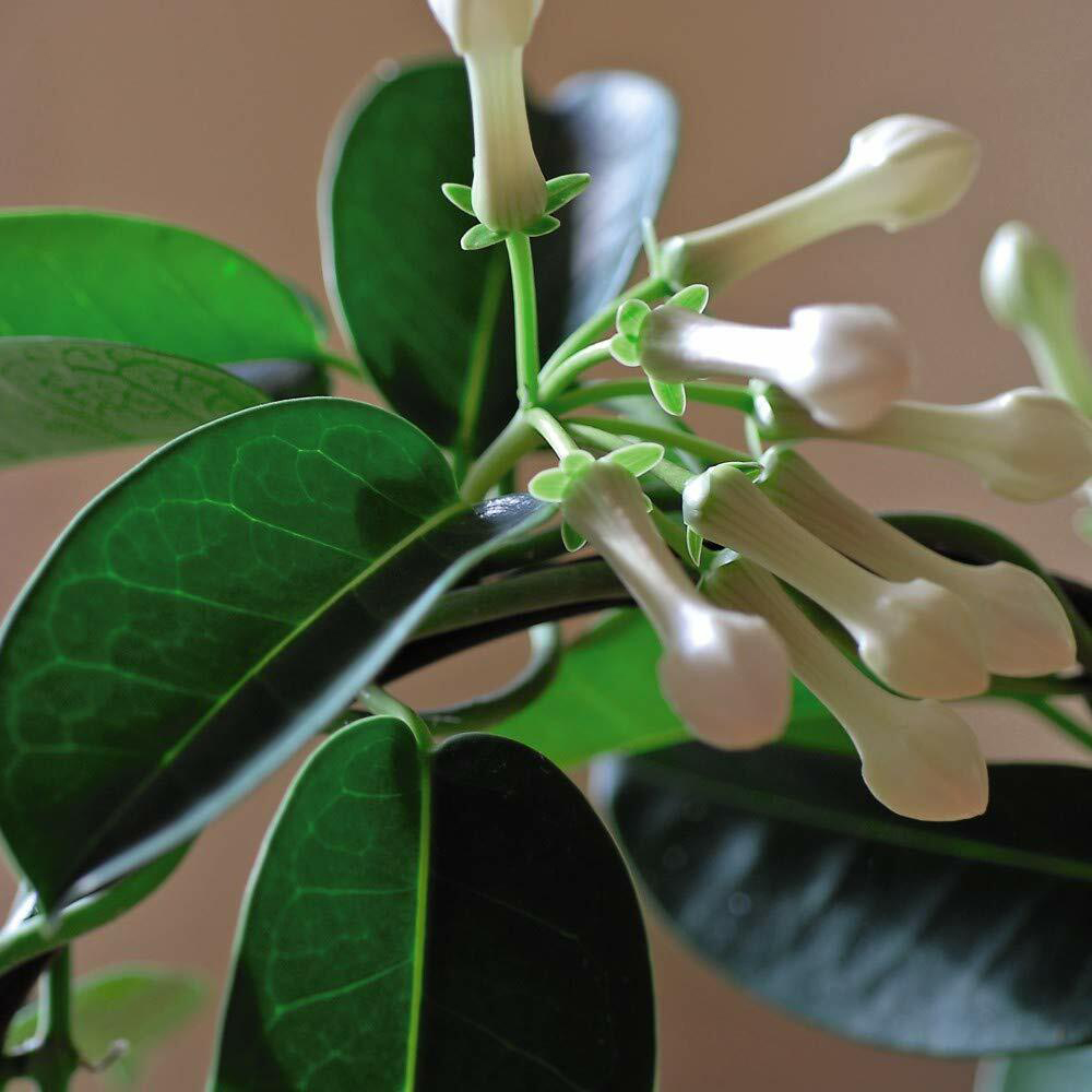 Thompson and Morgan Christmas Gift Stephanotis Floribunda Plant in Zinc Cachepot 12cm Image 4