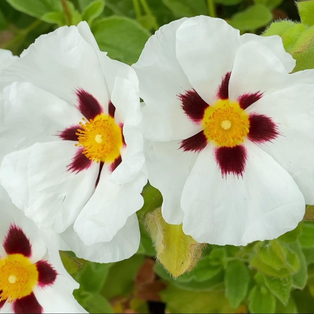 Thompson and Morgan Cistus Albidus Snowflake Plant Pot 3L Image