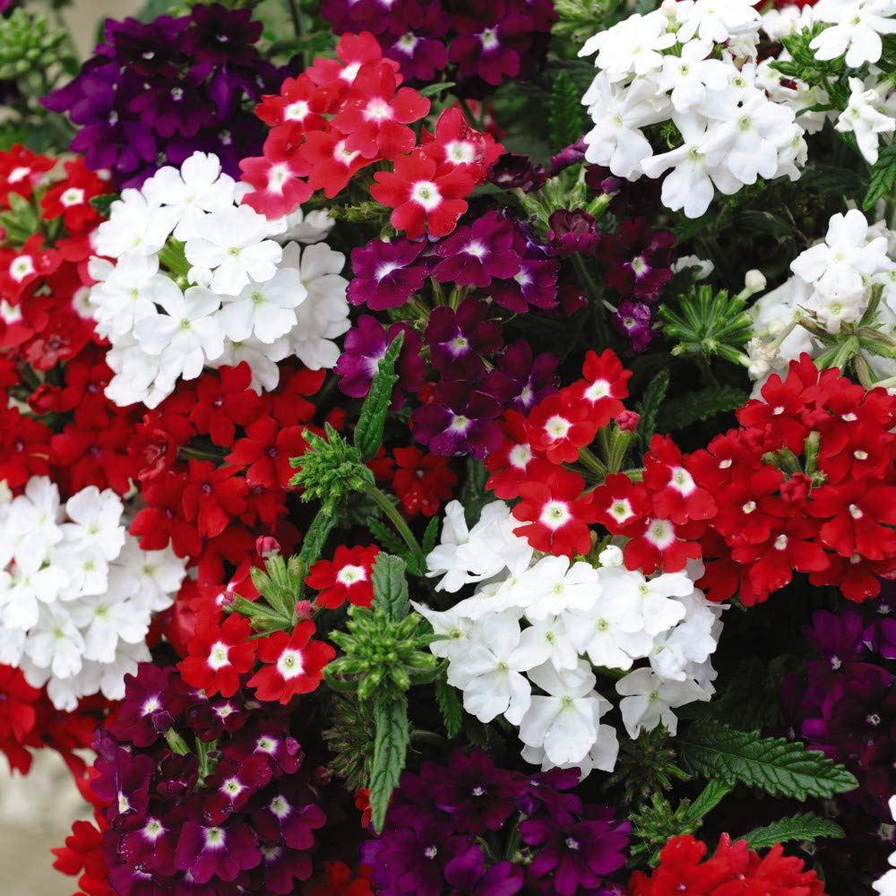 Thompson and Morgan Verbena Quartz Garden Ready Plant 15 Pack Image 1