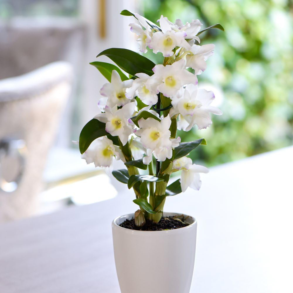 Thompson and Morgan Christmas Gift Orchid Dendrobium Apollon Plant Pot 12cm 2 Pack Image 1