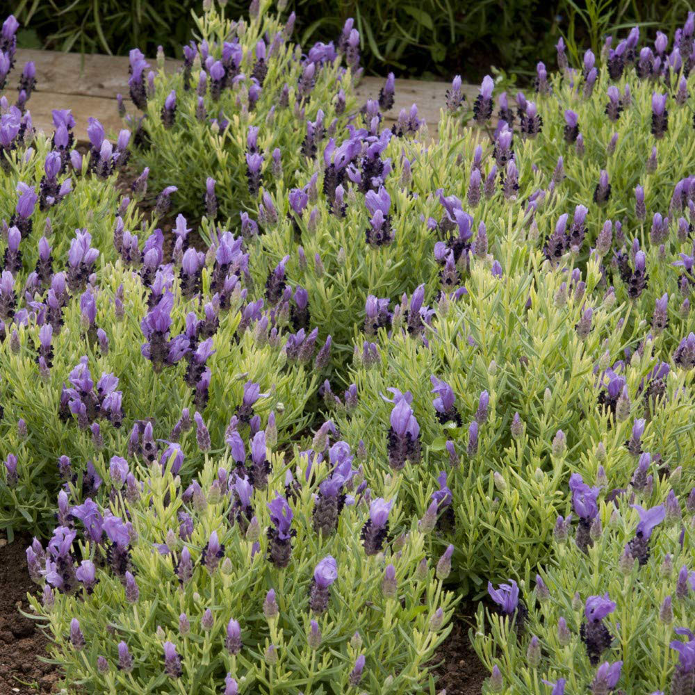 Thompson & Morgan Lavender Stoechas Bandera Purple Seeds Image