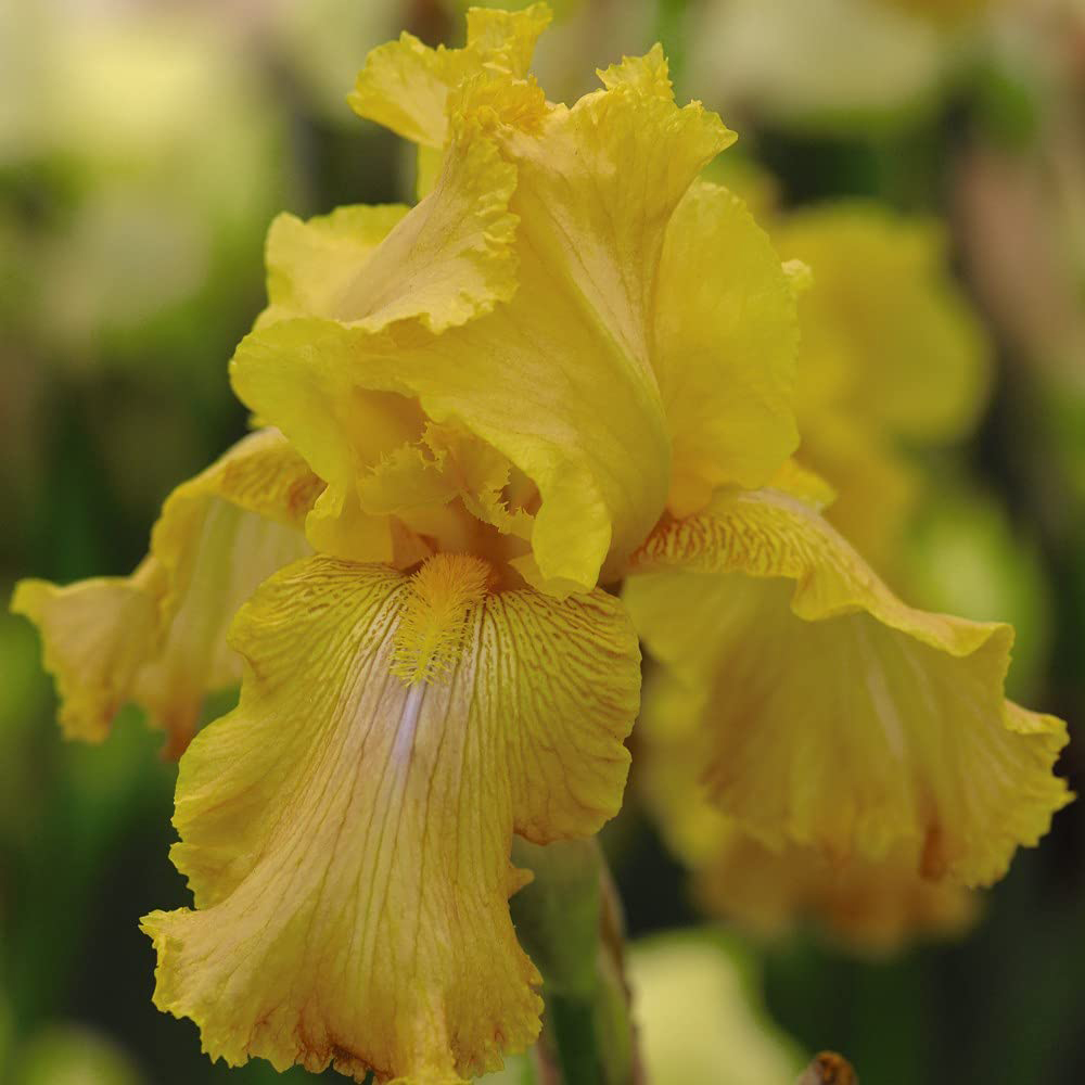 Thompson and Morgan Iris Buckwheat Rhizome Image 1