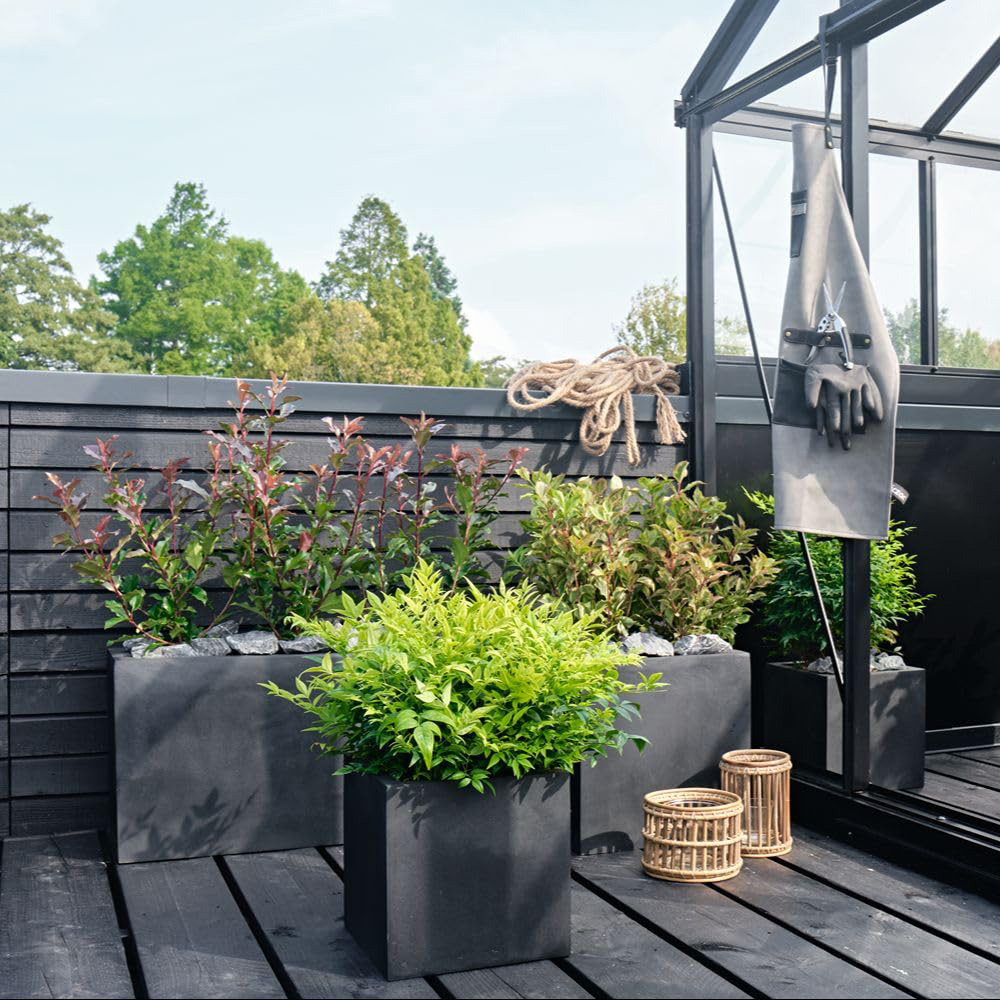 Thompson and Morgan Nandina Duo Plant Pot 9cm 2 Pack Image 5
