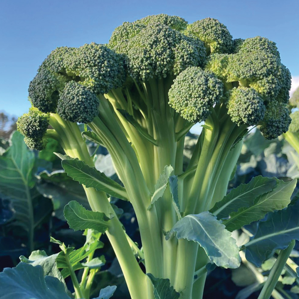Thompson & Morgan Broccoli Easy Floret Skytree F1 Seeds Image