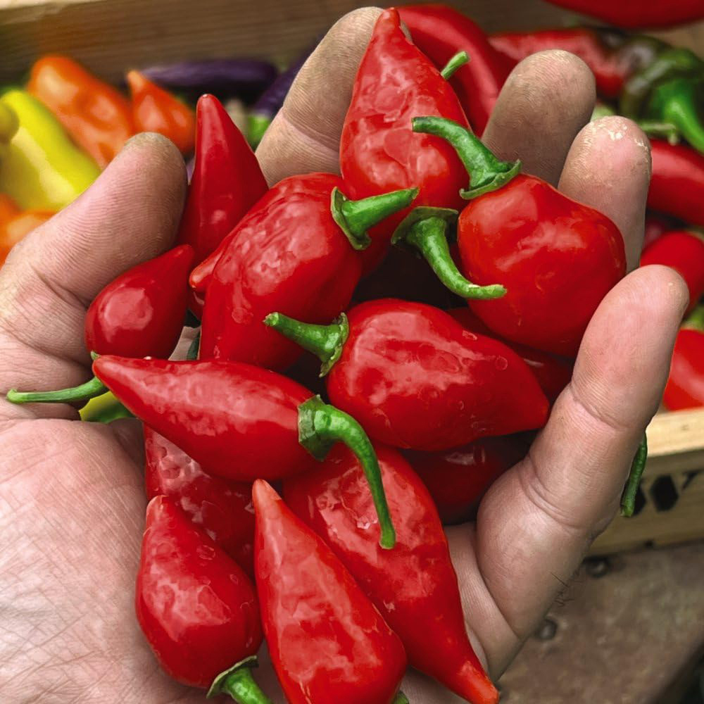 Thompson and Morgan Chilli Pepper Raging Bull Seeds Image 3