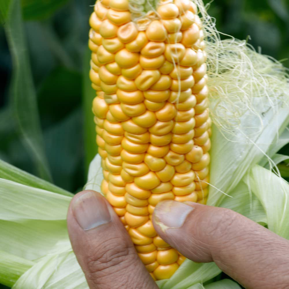 Thompson and Morgan Sweetcorn Early Xtra Sweet F1 Hybrid Seeds Image 3