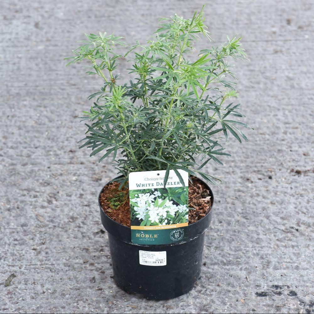 Thompson and Morgan Choisya Ternata White Dazzler Plant Pot 7.5L Image 2