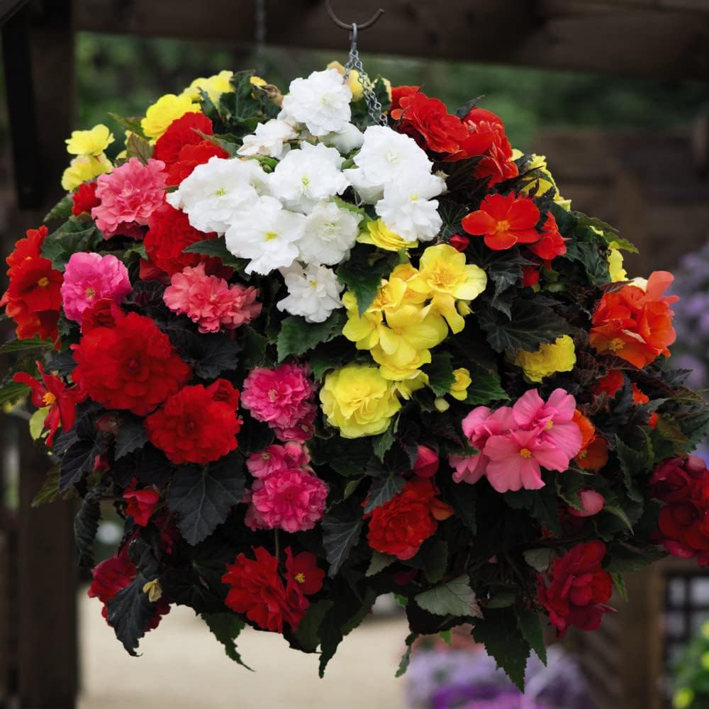 Thompson & Morgan Begonia Nonstop Mixed Tuber 40 Pack Image 2