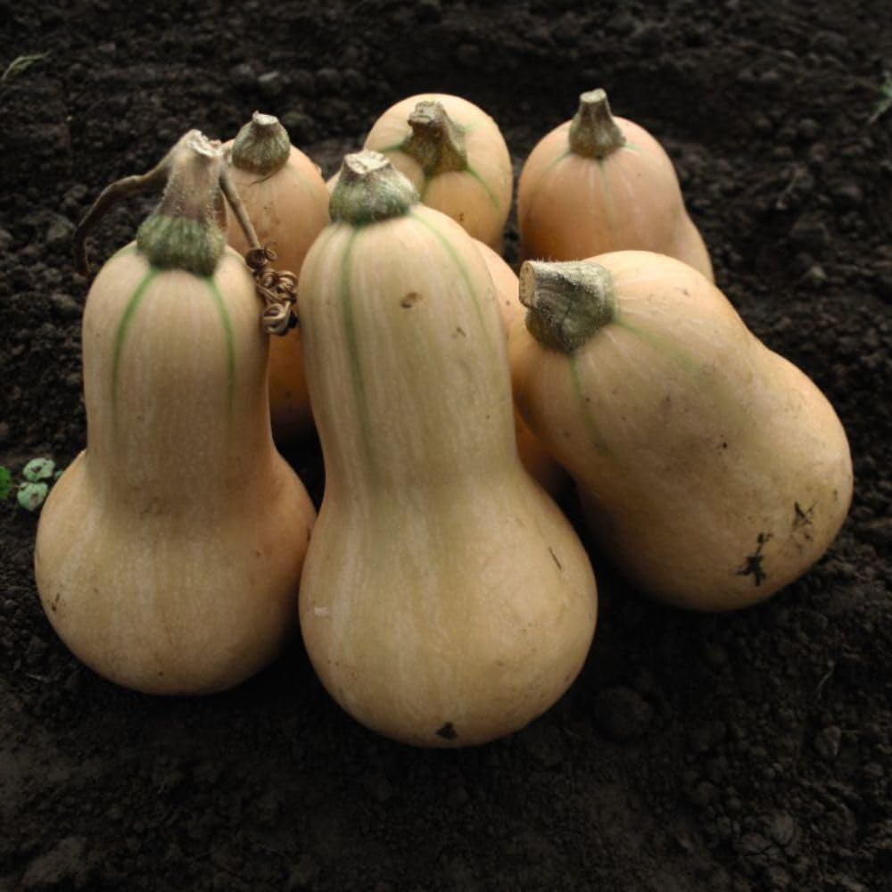 Thompson & Morgan Squash Winter Butternut Hunter F1 Seeds Image 1
