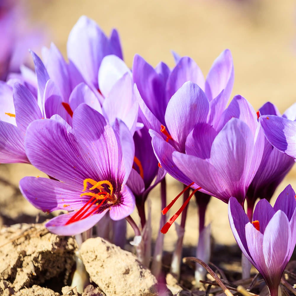 YouGarden Crocus Sativus Planting Bulb 40 Pack Image 1