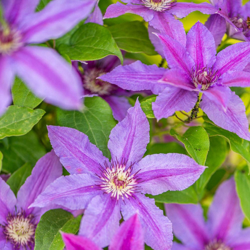 Thompson and Morgan Clematis Tumaini Plant Pot 7cm 3 Pack Image 1
