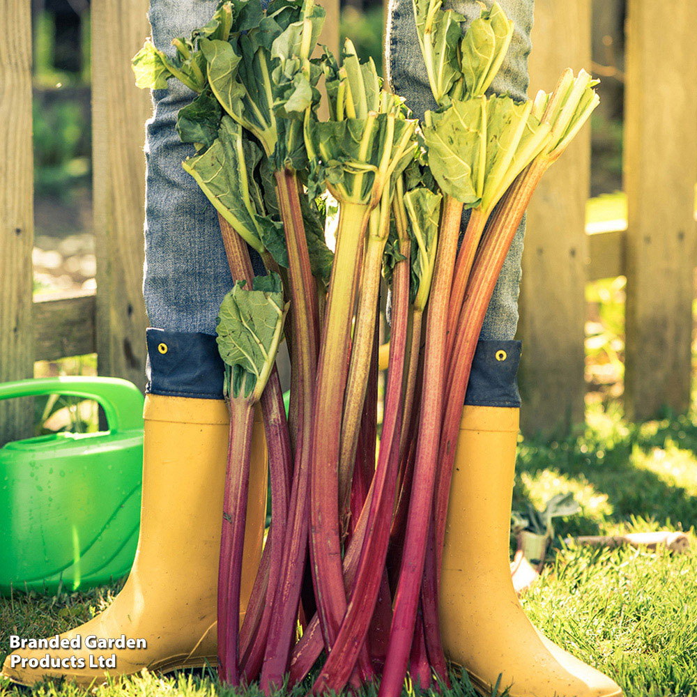 Thompson & Morgan Rhubarb Glaskins Perpetual Seeds Image 3